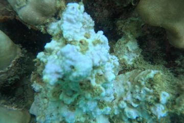 Die gebleichte Korallen Phu Quoc – Dringender